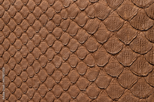 natural snake skin texture,...