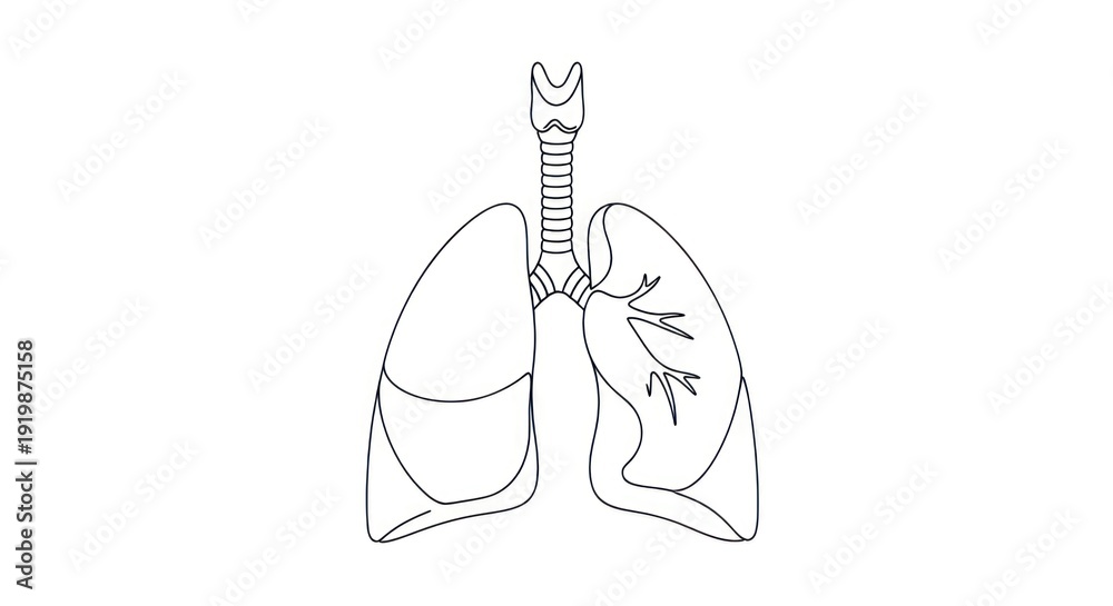 Obraz premium A line drawing of a human lung with visible damage, set against a white background.