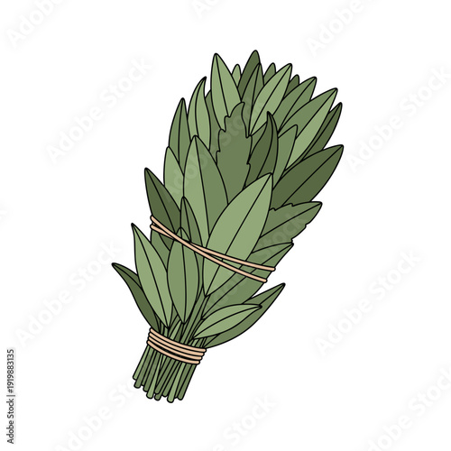 Illustration of sage smudge stick with green leaves tied together, isolated on a white background