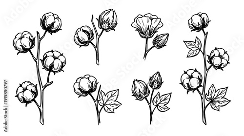 cotton plant, bold style black Hand drawn set collection , white background , vector isolate