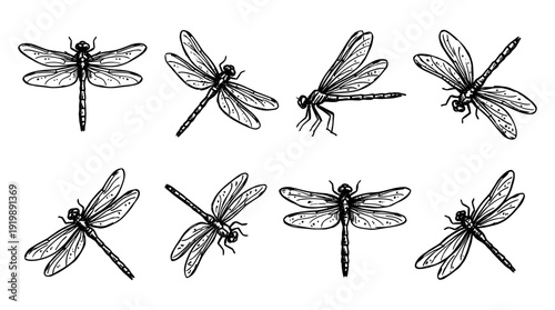 dragonfly, bold style black Hand drawn set collection , white background , vector isolate