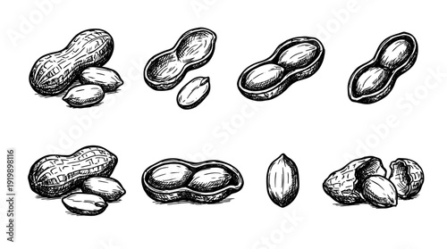 peanuts, bold style black Hand drawn set collection , white background , vector isolate