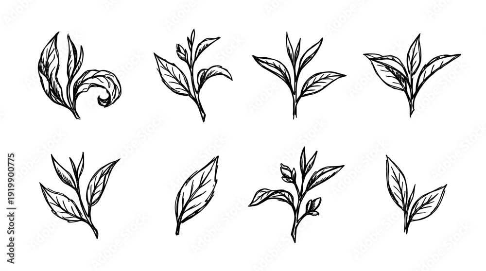 Obraz premium tea leaf, bold style black Hand drawn set collection , white background , vector isolate