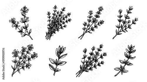 thyme, bold style black Hand drawn set collection , white background , vector isolate
