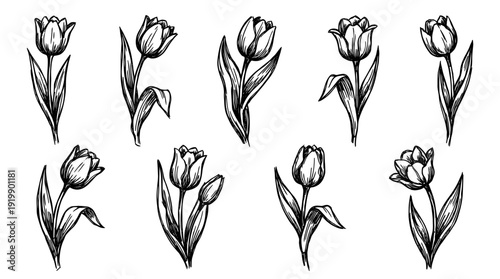 tulip, bold style black Hand drawn set collection , white background , vector isolate