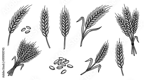 wheat, bold style black Hand drawn set collection , white background , vector isolate