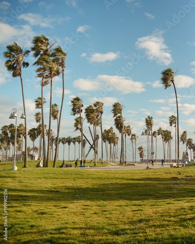 Palm trees in Venice Beach, Los Angeles, California