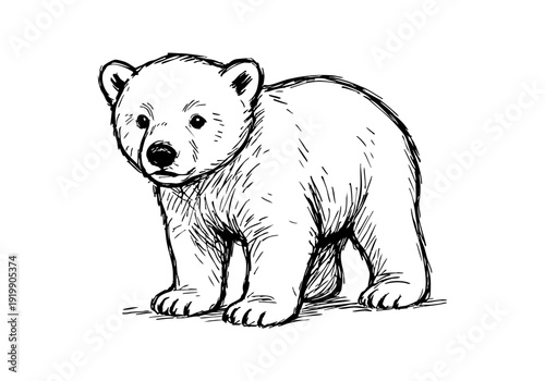 polar bear hand drawn simple sketch vector illustration
