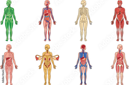 Human, anatomy, system, medical, body, organs, skeleton, muscles, circulatory, digestive, nervous, female, biology, healthcare, education, scientific, diagram, vector, illustration, set