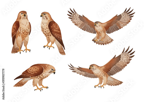 Watercolor Eagle Illustration／鷹・タカ