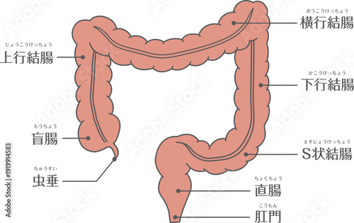Human large intestine anatomy illustration	