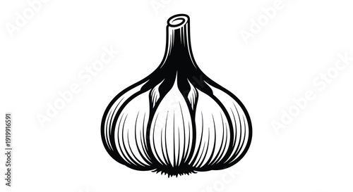 A detailed black and white illustration depicts a single bulb of garlic showcasing its segmented cloves and stem