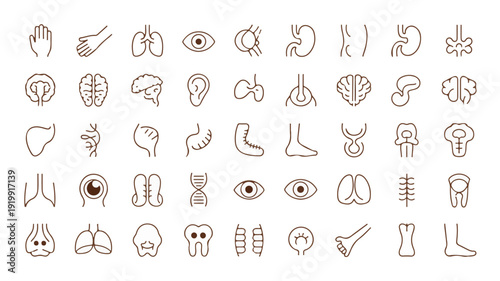 Comprehensive set of minimalist human anatomy and medical icons.