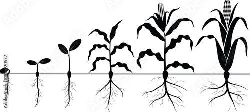 Sequential illustration of corn plant growth stages from seed to maturity, showing germination, seedling, vegetative development, and fully developed ears with roots and shoots.