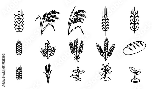 Wheat Ears and Grain Icon Set Flat Cereal Stalk Rice Barley Vector Collection Transparent Background