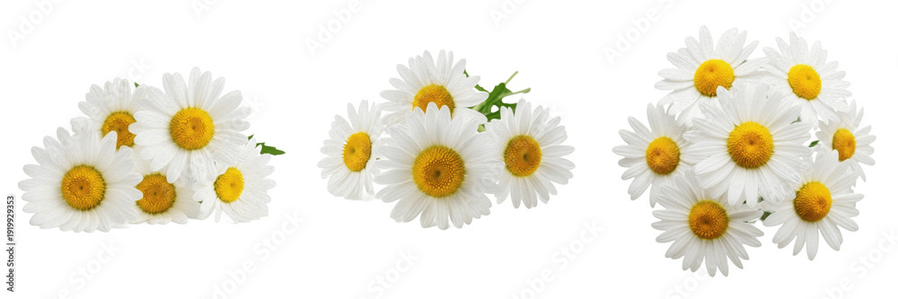 Obraz premium Set of White Daisy Flower Bouquets PNG, Chamomile Blossom Clusters Isolated on Transparent Background