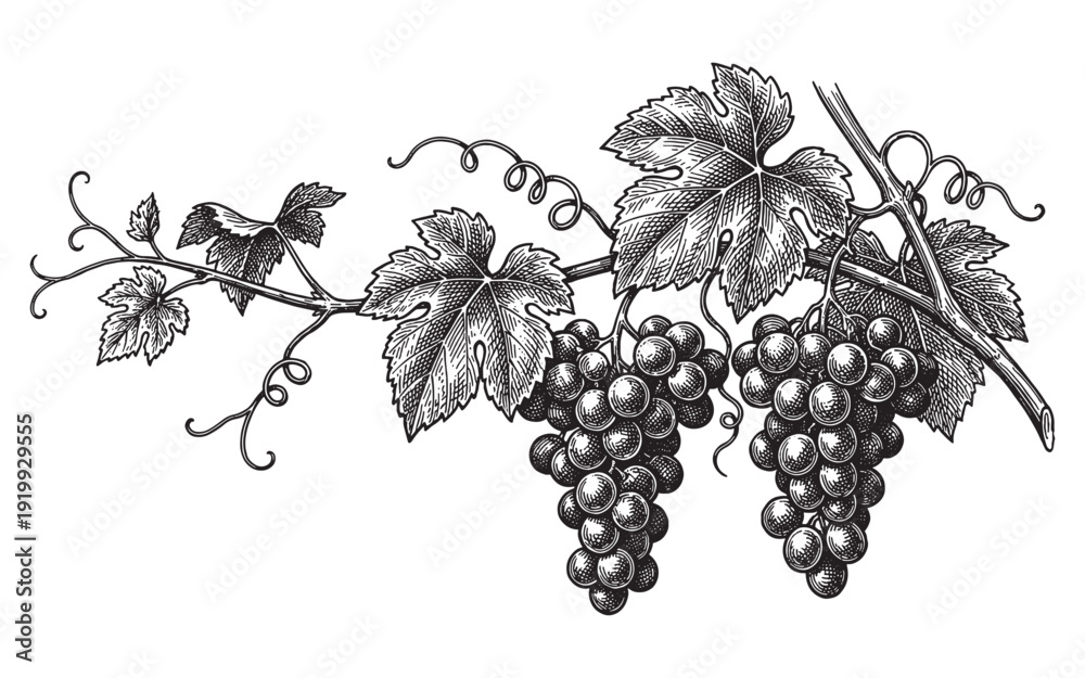 Ταπετσαρία grapevine branch with ripe grape clusters and large leaves vintage engraving ill
