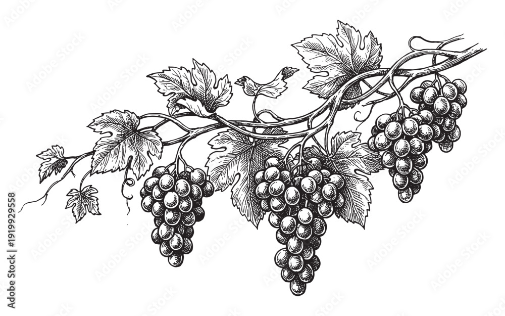 Naklejka premium grapevine branch with ripe grape clusters and large leaves vintage engraving illustration
