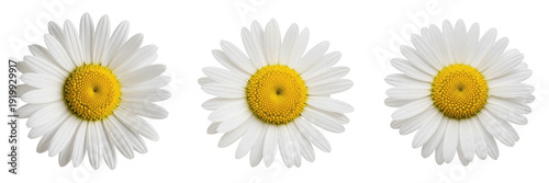 Photos Set of White Daisy Flower Heads PNG, Single Chamomile Blossoms Isolated on Trans