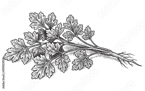 fresh bunch of parsley herb leaves vintage engraving illustration
