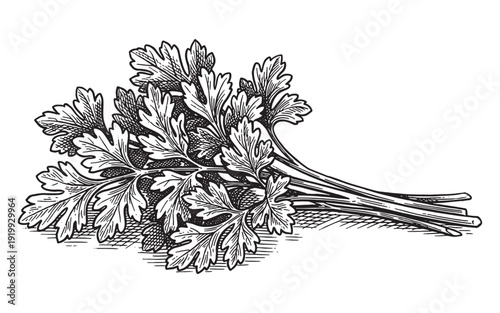 fresh bunch of parsley herb leaves vintage engraving illustration