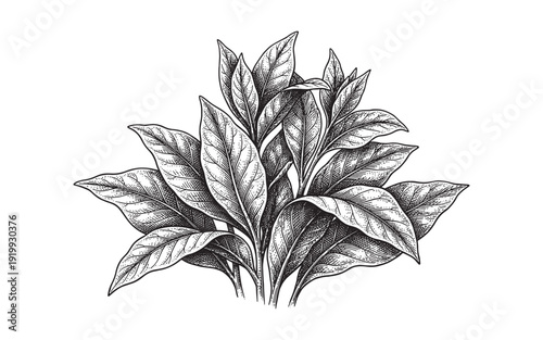 fresh tobacco leaves vintage engraving illustration