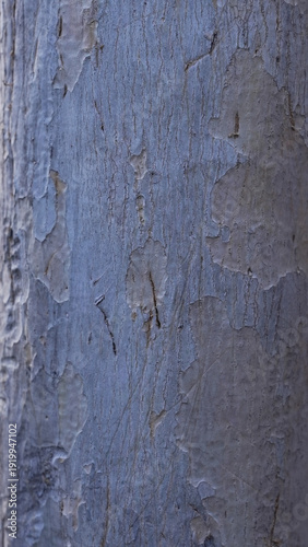 Wallpaper Mural Light peeling tree bark texture vertical natural background Torontodigital.ca