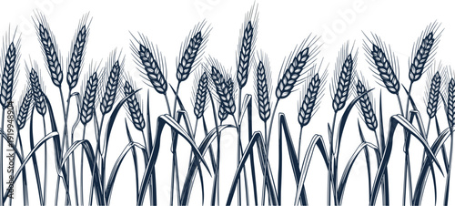 Wheat field crop silhouettes border isolated on white background for harvest farm nature agriculture bakery flour and bread vector design