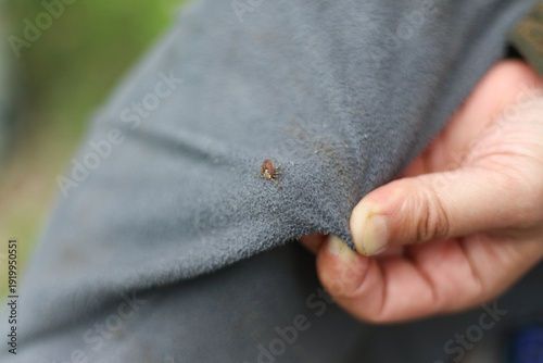 服に嚙みついたマダニ