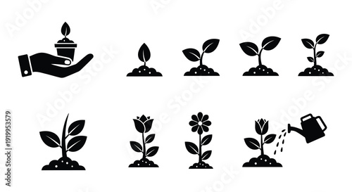 Plant growth stages illustrated with simple black icons and a watering can