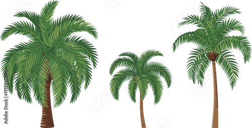 Tropical palm tree illustration set with lush green fronds and textured trunks, exotic summer nature elements in detailed vector style on white background