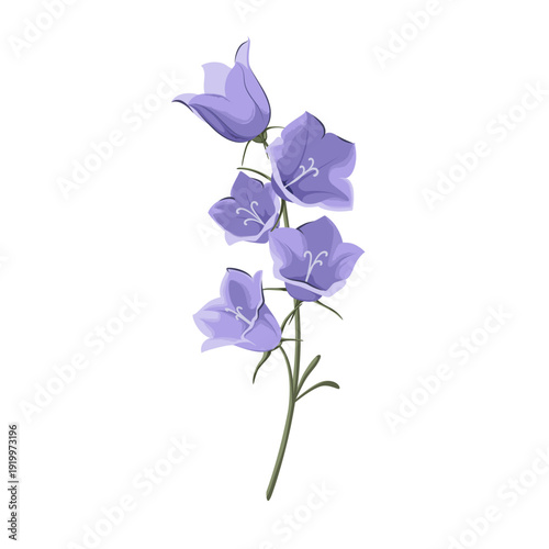 Bellflower flowers on a white background. Vector.

