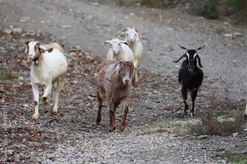 Obraz premium Goats forest road. Goats walking outside. High quality 4k footage