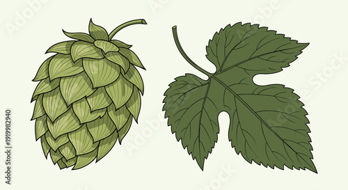 Detailed botanical illustration of a green hop cone and a serrated leaf used for brewing beer and herbal medicine.
