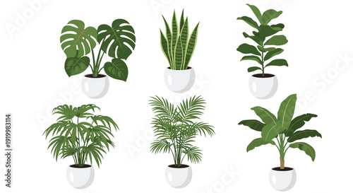Collection of six diverse indoor house plants in white pots including snake plant, monstera, and palm for home decor.