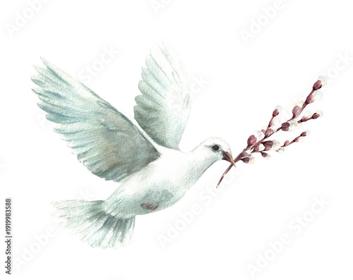 Watercolor Dove with willow tree branch. White pigeon bird, symbol of peace. Realistic hand drawn illustration for Easter, Palm Sunday, religious Baptism, first communion card Isolated from background