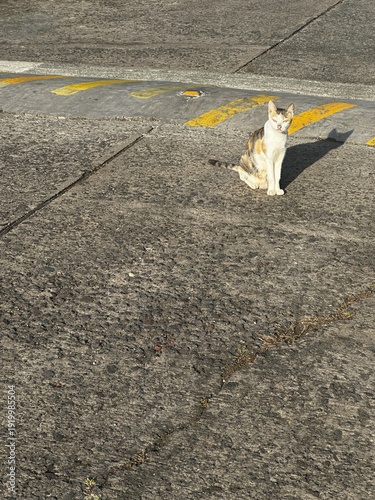 Cats beside sidewalk on grey pavement 