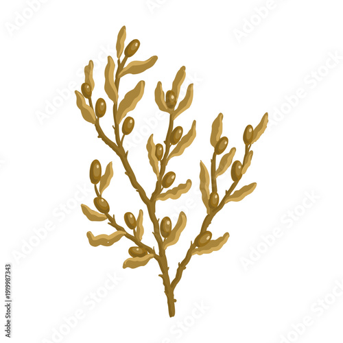 Vector drawing sea weed, Sargassum, brown algae, hand drawn illustration