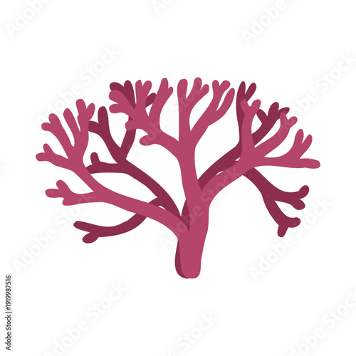 Vector drawing sea weed, red algae, Odonthalia dentata, hand drawn illustration
