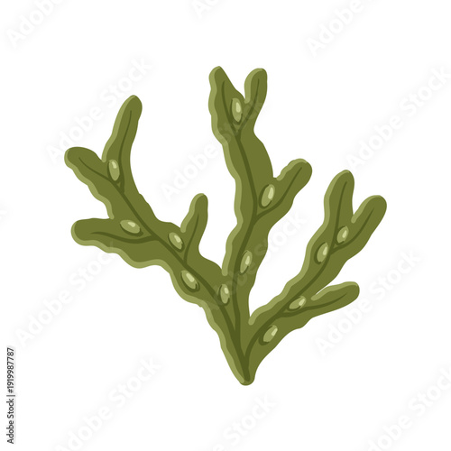 Vector drawing sea weed, Fucus vesiculosus, bladderwrack, sea grapes, brown algae, hand drawn illustration