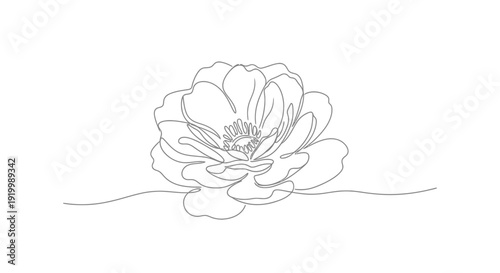Minimalist Single Line Drawing of a Delicate Peony Flower on White Background