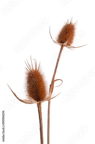 Slika na platnu Beautiful dried teasel flowers isolated on white background