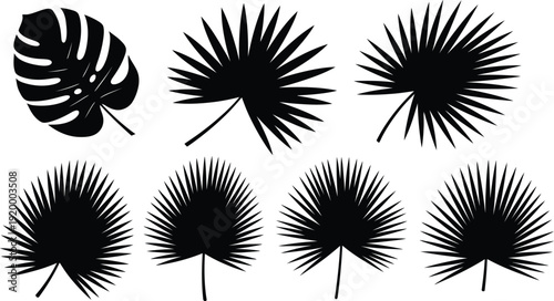 Collection of tropical palm tree leaf silhouettes on white background