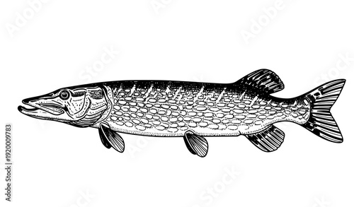 Realistic black and white pike fish side view vector illustration