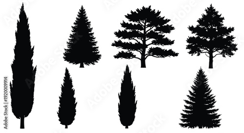 Variety of coniferous trees depicted in a dark striking silhouette