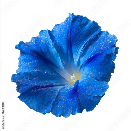 bright blue morning glory flower on white background