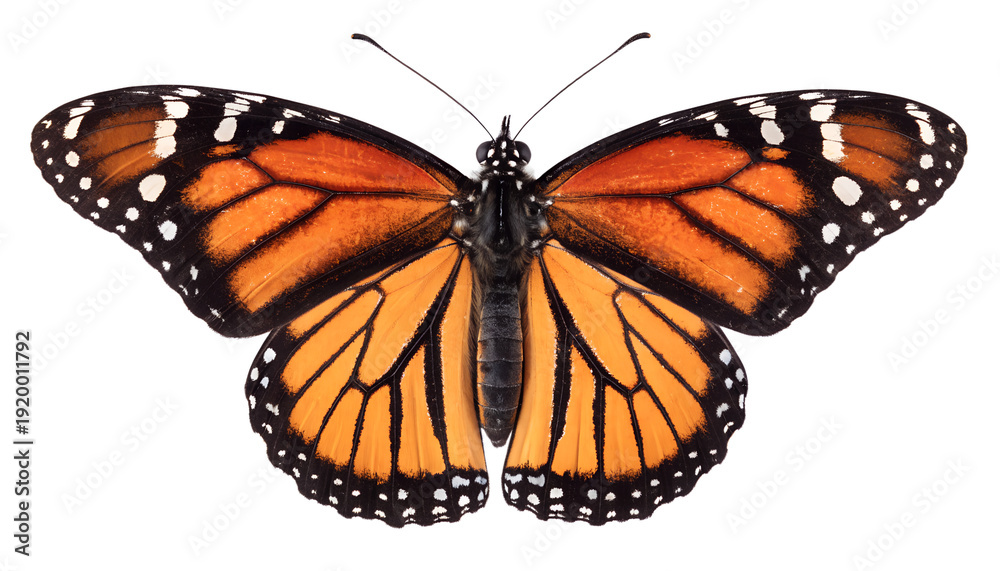 Obraz premium butterfly isolated on white background