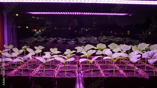 Seedlings growing under LED light in indoor garden 