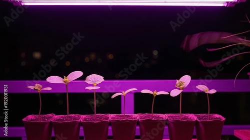 Indoor plants growing under pink LED light in pots on balcony  