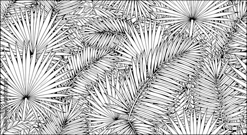 Intricate black and white illustration of palm trees in a dense tropical forest landscape viewed from above
